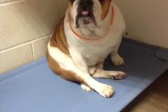 Boxer at Willow Creek Kennels