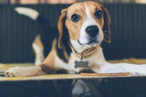 beagle dog with bone shaped collar play bowing in front of treat on floor