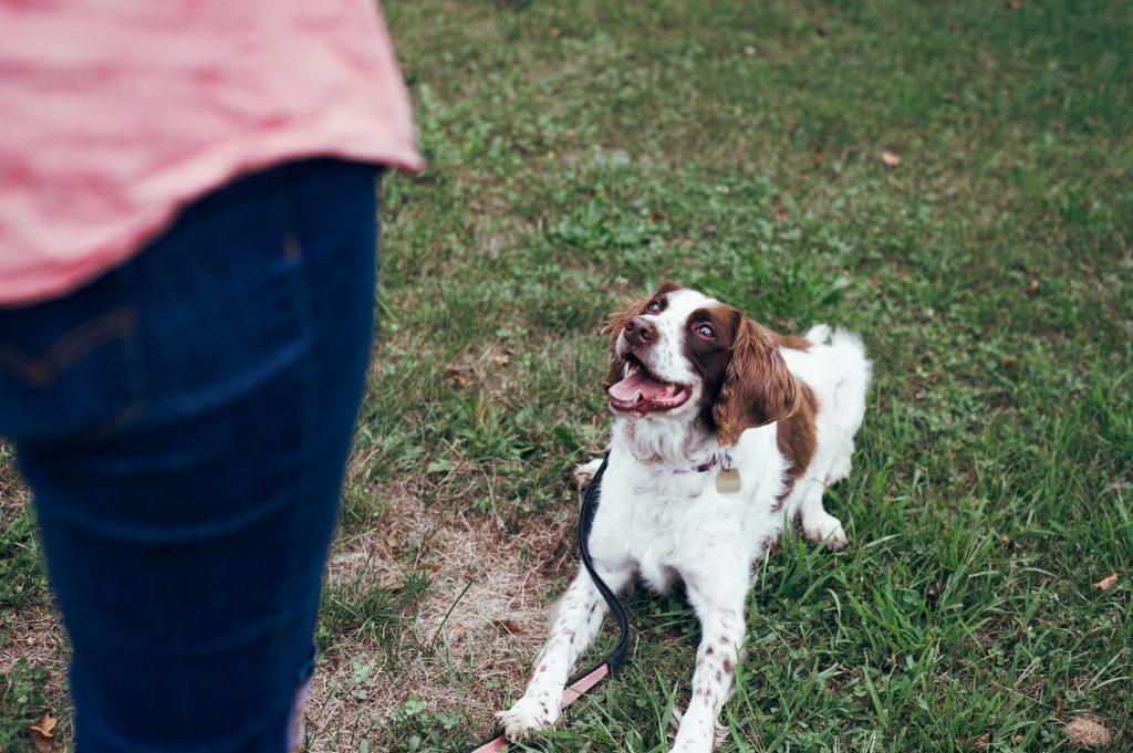 medium sized white dog with brown spots and ears being trained to lay down on green grass by a woman in blue jeans and a pink shirt