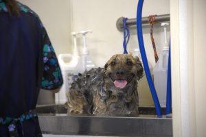 Happy and smiling dark brown and black German Shepherd type dog getting bathed at Willow Creek Kennels