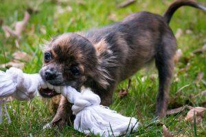 Close up of a small dark brown chihuahua dog playing tug of war with a large rope toy